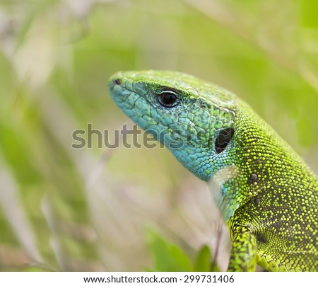 Blue and green lizard (lacerta viridis) relaxes on tree in natural environment