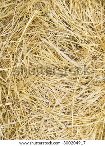 Texture hay closeup in color. Fodder for livestock and construction material.