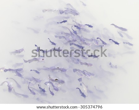 Shoal of small fish in the lake. Abstract scene. Art - artistic image.