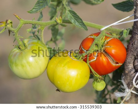 tomato, traditional natural organic production