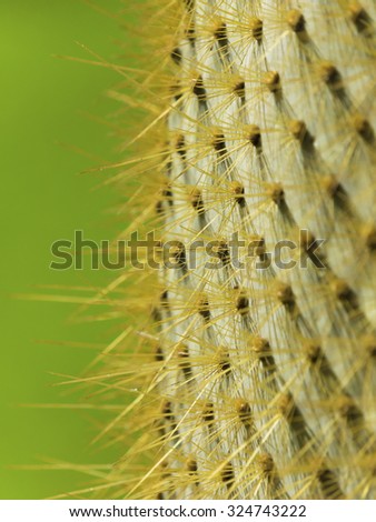 Close up of cactus texture background, Gran Canaria in the Atlantic Ocean, Canary Islands in  Spanish archipelago, Spain, Europe