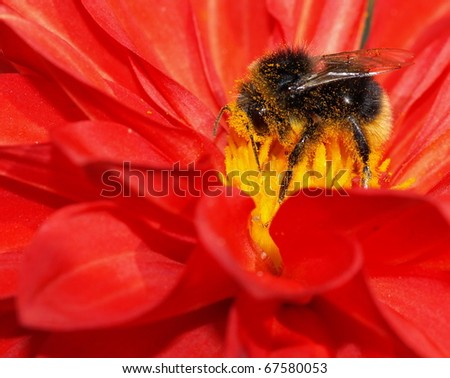 Bumblebee collection pollen on the red flower