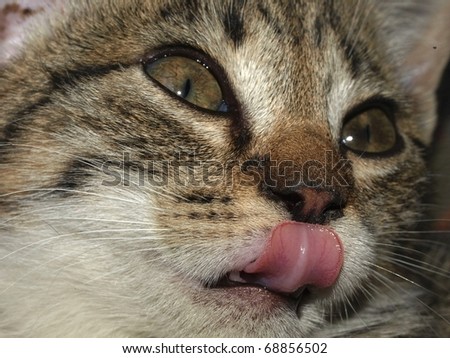 Little cat licks her lips