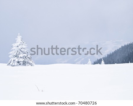 Winter tree boron / mountain Kopaonik Serbia / landscape