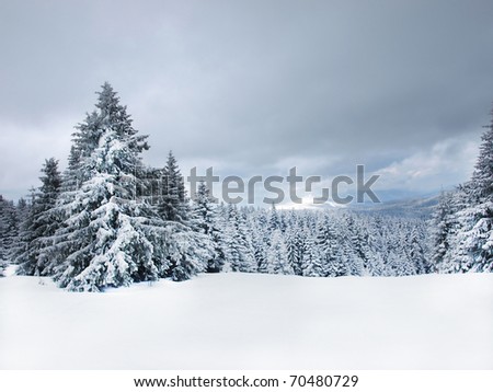 Winter tree boron / mountain ski center Kopaonik Serbia / wide landscape