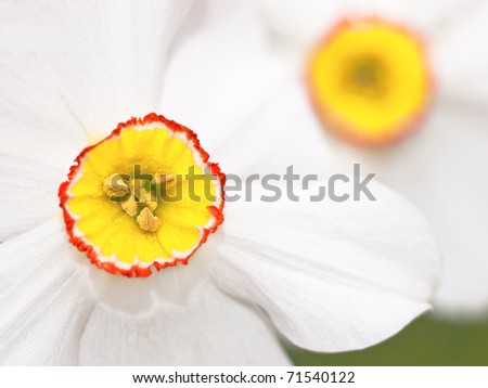 White flower with yellow circle close up / from above /