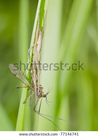 Spider hunted crane fly in natural environment. Food chain. Background blur.