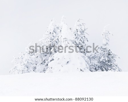 Winter tree boron / mountain Kopaonik Serbia /