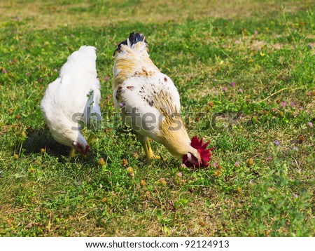 chickens eating grass