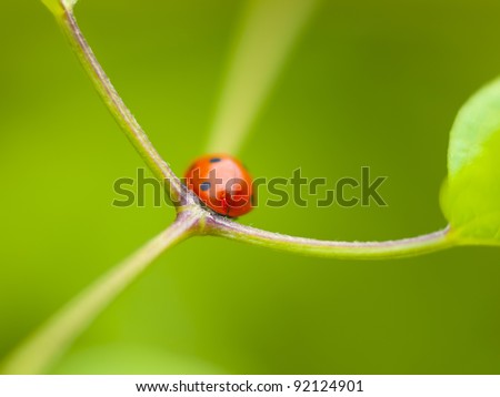 Red ladybug  in the natural environment