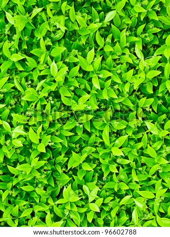 Background photo of green little plants in a bush.