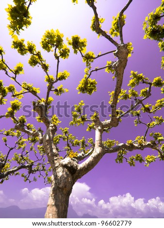 Unusual tree other purple sky / Sunny Spring day /  abstract tree canopy background