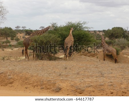 trip to kenya and safari between the wild animals of this country