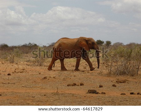 trip to kenya and safari between the wild animals of this country