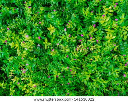 Color of False heather plant.