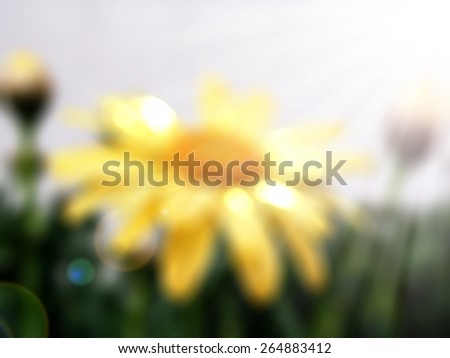 Colorful nature flower ,abstract blur background for web design,colorful, blurred,texture,