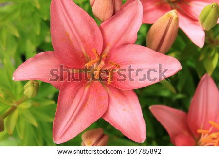 Bloom of a pink Asiatic Lily in a green garden