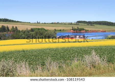Summer landscape with rapeseed fields and ocean in central Prince Edward Island, Canada