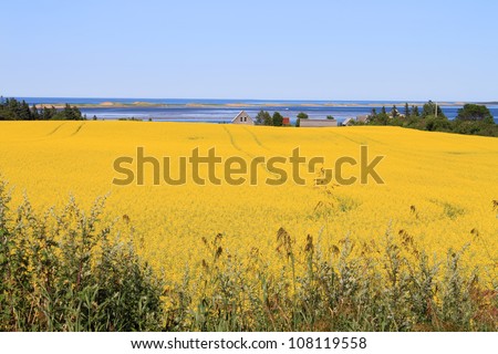 Summer landscape with rapeseed fields and ocean in central Prince Edward Island, Canada