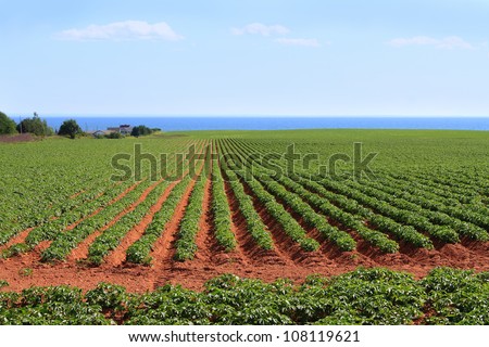 Potato field in the red sands of Prince Edward Island, Canada, with the Northumberland Strait in the background