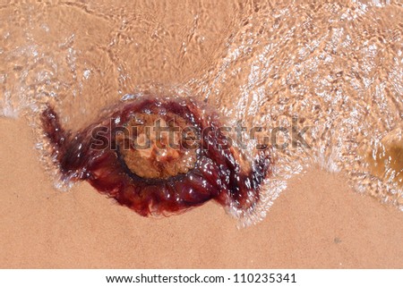 Jelly fish turned upside down being washed ashore on a red sandy beach
