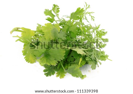 Bunch of green cilantro or coriander herbs on white background
