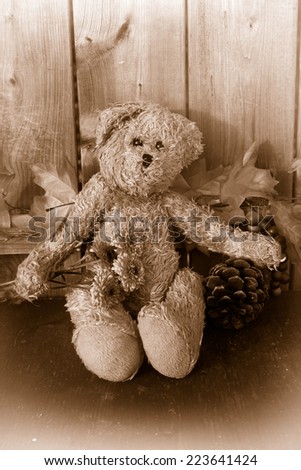 Rugged sepia toned teddy bear with  Fall flowers and leaves with pinecone on wooden background