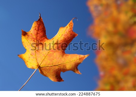 Bright Orange Fall or Autumn leaf in the sunshine with tree and blue sky in the background