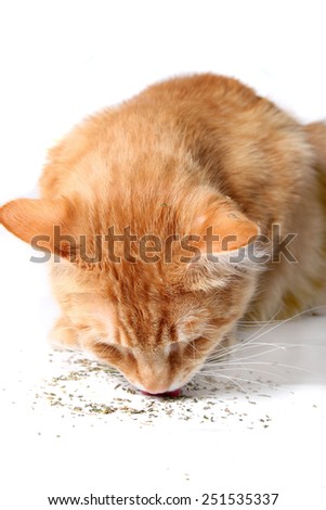 Orange cat eating catnip, a favorite treat of felines