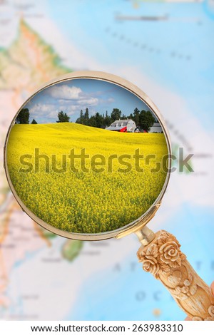 Looking in on rapeseed field in Atlantic Canada with blurred map in the background