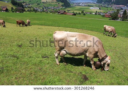 Cows grazing the grass in the hills of the Alps mountains in Switzerland on Mount stansenhorn near Lucerne