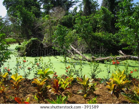 Tropical Swamp