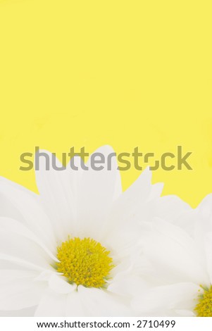 white  daisy background or border for greeting card