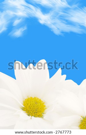 white  daisy background or border for greeting card with sky in the background