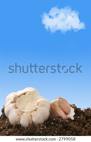 an outdoor garden with garlic bulbs on dirt