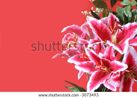 pink lily bunch with baby's breath and green leaves with copy space