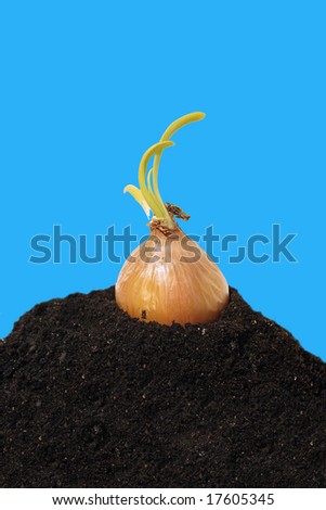 blooming onion on hill of dirt with blue background