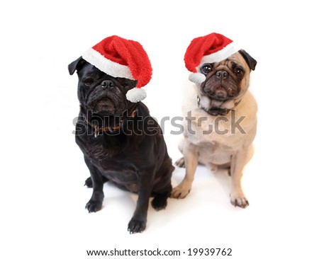 Pics Of Pugs. and Fawn colored Pugs with