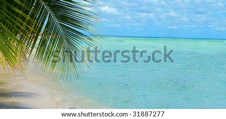 palm tree along the beach of beautiful tropical water and sky great for a  backdrop with copy space