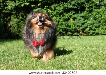 Brown Shetland Sheepdog ( Sheltie ) with red scarf playing with stick being active outdoors