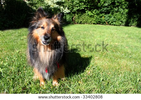 Brown Shetland Sheepdog ( Sheltie ) with red scarf  being active outdoors