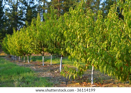 cherry trees in an orchard of the Okanagan Valley in British Columbia, Canada (shallow depth of field) under the evening sun