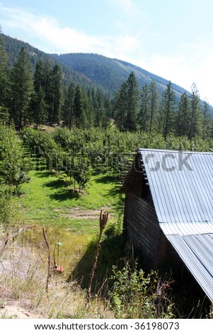 Log shed in cherry orchard in mountain landscape of the Okanagan valley in British Columbia, Canada