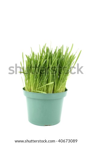 Grass For Cats