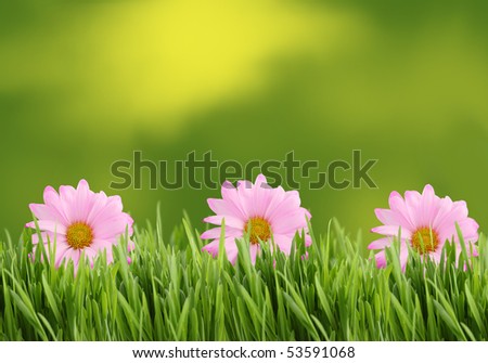 Three pink daisies on tall grass border  with green spring background