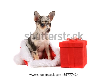 Cute little unique black spotted chihuahua with one blue eye and one brown sitting inside a christmas santa hat with red present beside