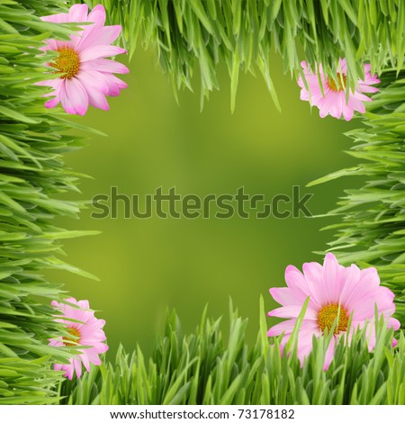 Pink daisies on tall grass border  with green spring background in square format for scrapbooking