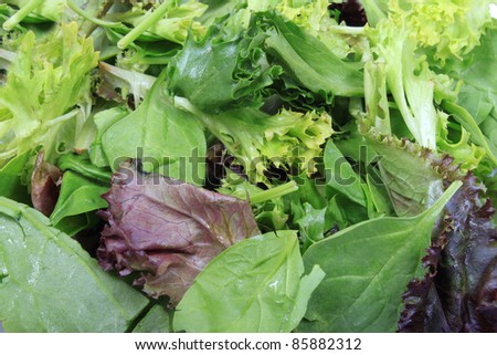 Close up of leafy greens like lettuce, spinach, and aragula