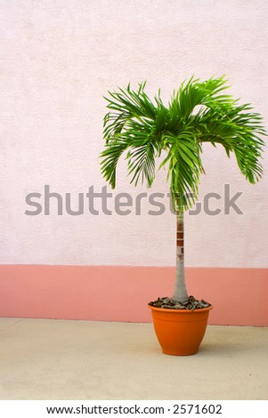 potted palm tree photos