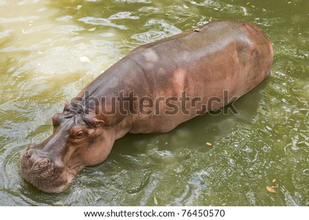 The hippopotamus is semi-aquatic, inhabiting rivers and lakes where territorial bulls preside over a stretch of river and groups of 5 to 30 females and young in zoo environment